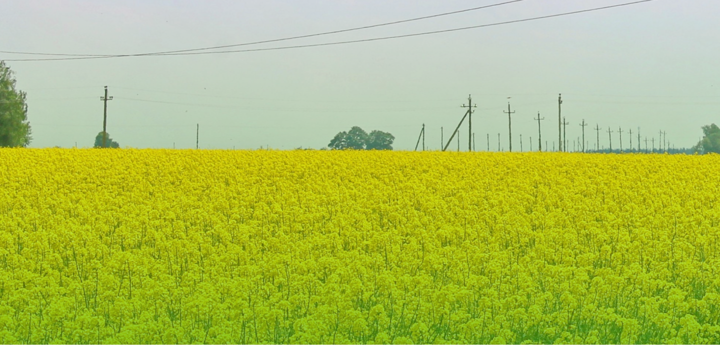 agrochistyprodukt.by Маслосемена рапса