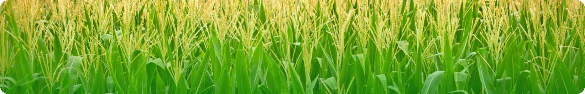 agrochistyprodukt.by Кукуруза
