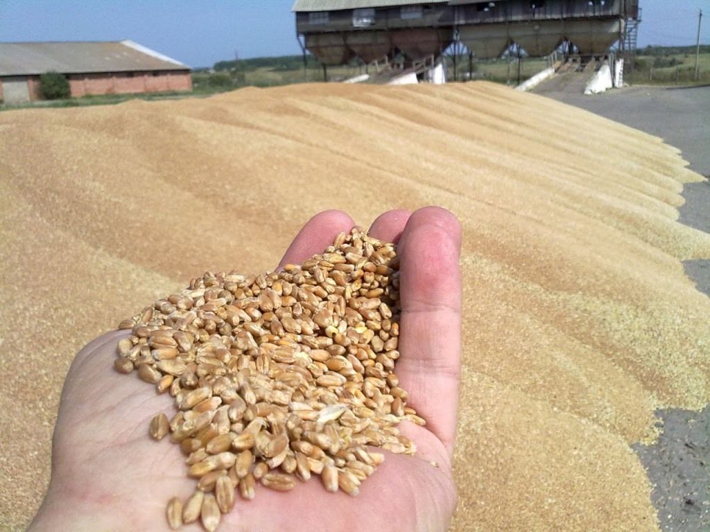 agrochistyprodukt.by Очистка семян на современном оборудовании